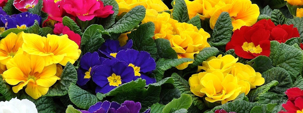 Zöld magazin | Primula vagy kankalin, több mint tavaszi vidámság