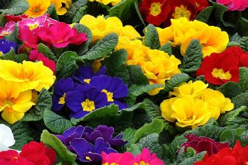 Zöld magazin | Primula vagy kankalin, több mint tavaszi vidámság