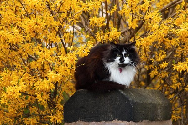 aranyeső előtt ülő macska