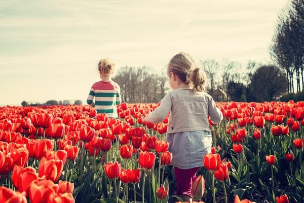 Zöld magazin | Miért holland a tulipán?