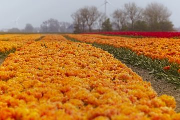 Holland tulipántermesztés