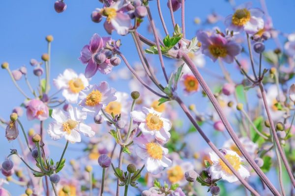 anemone fehér virágai