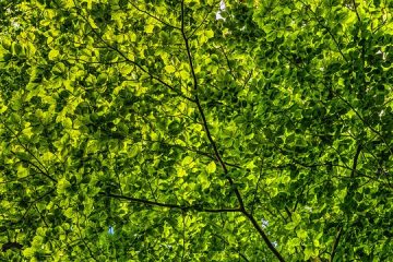gyorsan növő fa zöld levelei