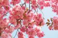 Japán díszcseresznye fa virágzásban