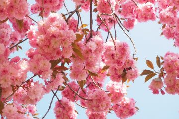 Japán díszcseresznye fa virágzásban