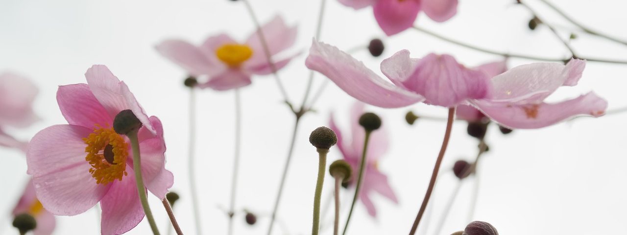 szellőrózsa anemone virágpk
