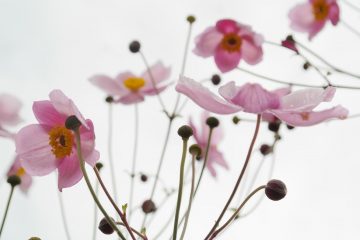 szellőrózsa anemone virágpk