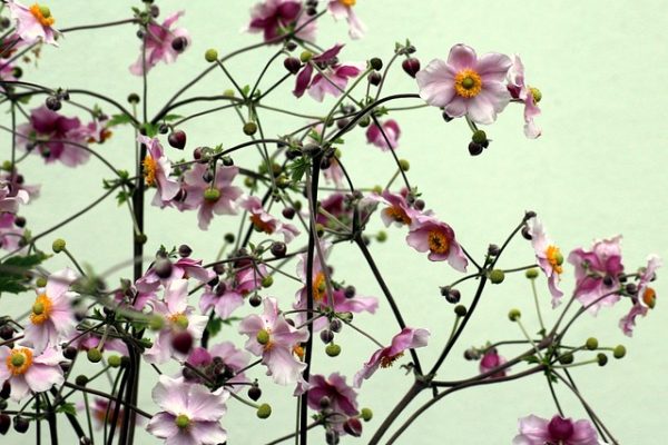 anemone szellőrózsa ültetése