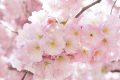Elképesztő rózsaszín virágtömeg japánban