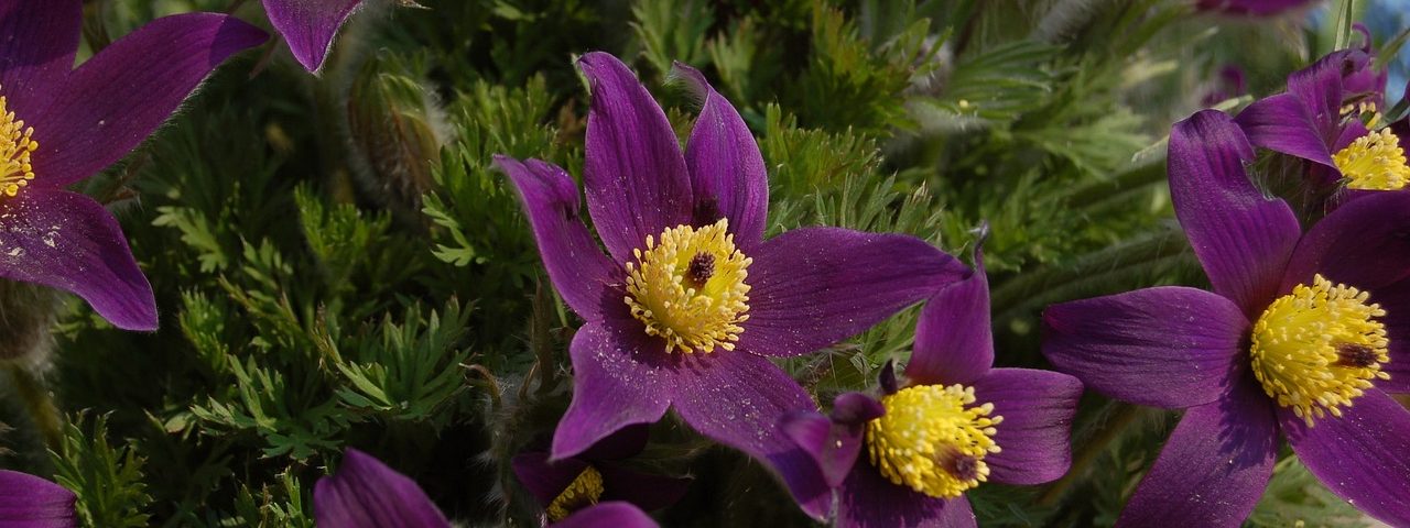 kökörcsinek lila