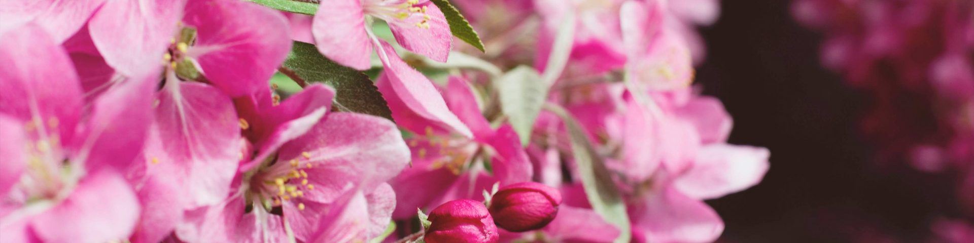Rózsaszín virág díszalmafa