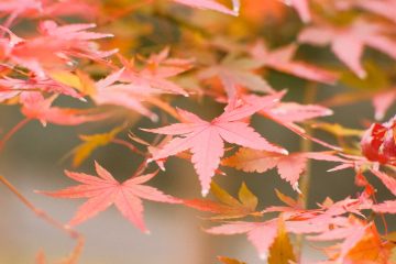 Narancs levegő japán juharfa ősszel
