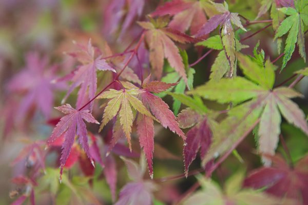 Zöld magazin | A japán juhar, kertünk színes büszkesége