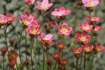 A kőtörőfű (Saxifraga)piros virágai