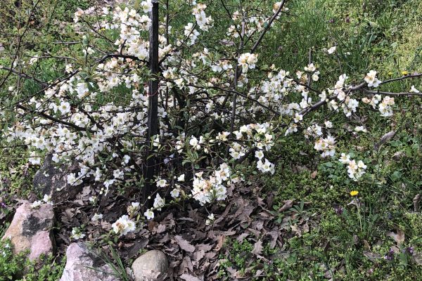 fehér virágú japánbirs tavasszal