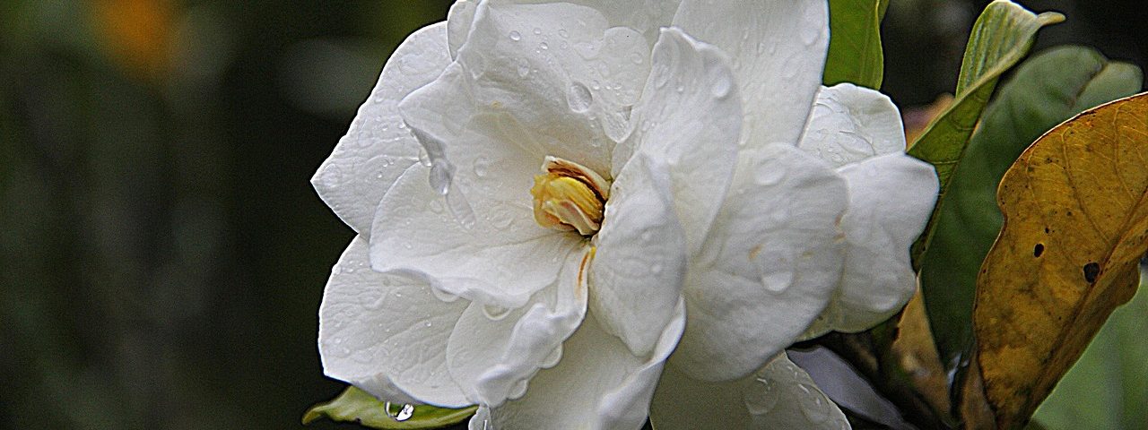 a gardénia különleges fehér virága