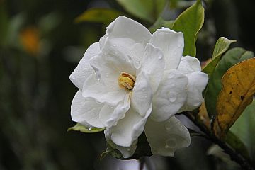 a gardénia különleges fehér virága