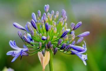 szerelemvirág egy kék hagymás növény