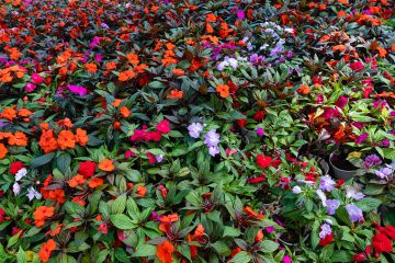 A pistike virág többszínű virágpompája nyáron