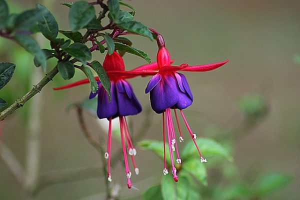 Különleges lila piros fukszia cserepes virágok