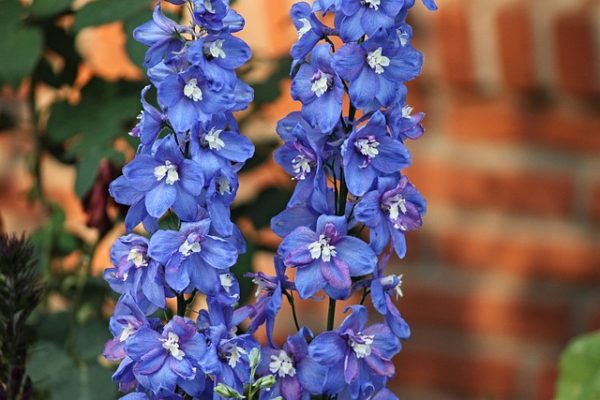 kék szarkaláb pompás virága