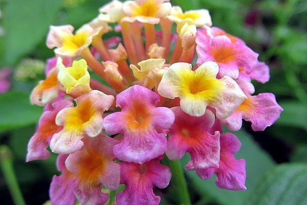 A sétányrózsa virága egészen különleges színekben pompázik