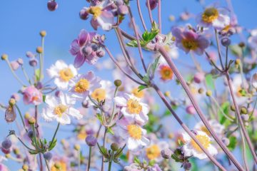 szellőrózsa, anemone fehér virágai