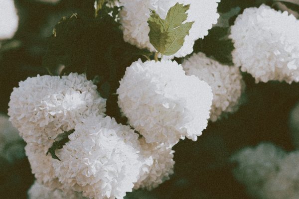 fehér labdarózsa virágok tavasszal