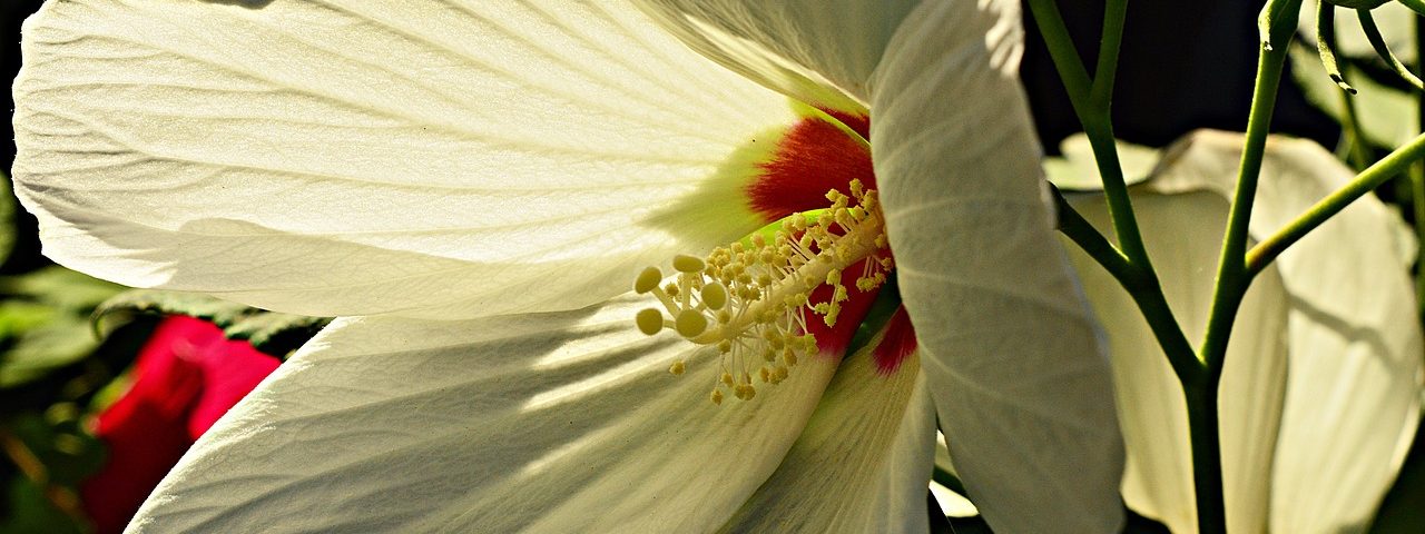 mocsári hibiszkuzs hatalmas virággal