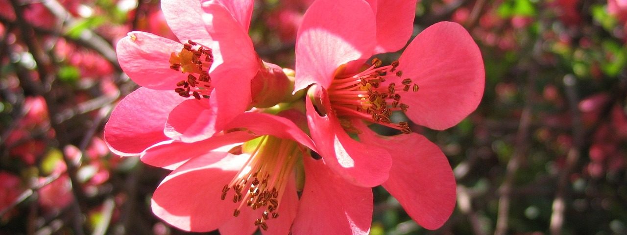 A japánbirs tavasszal virágzik