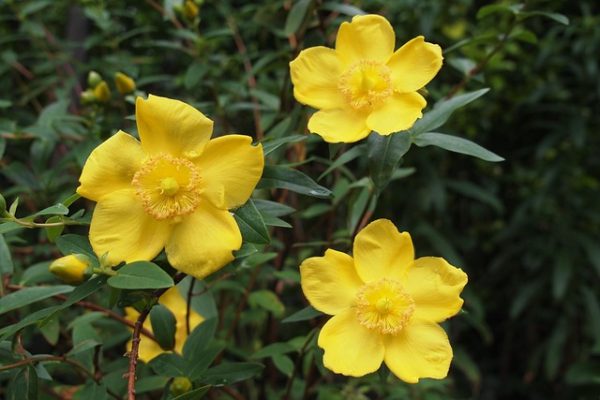 sárga virágok a hypericum csodája