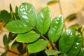 Zamioculcas, vagy legénypálma a lakásban