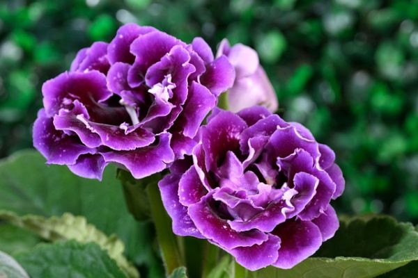 lila virágú csuporka
