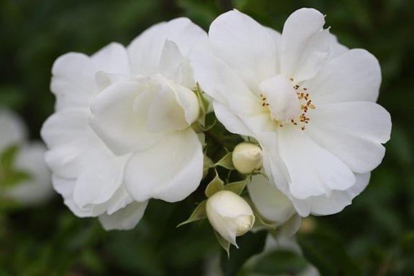 fehér virágú rózsa bokor