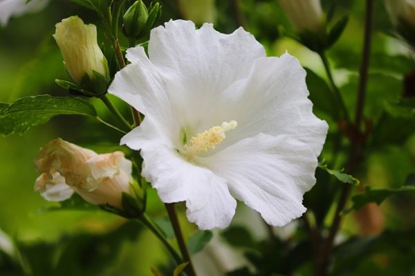 fehér virág mályvacserje