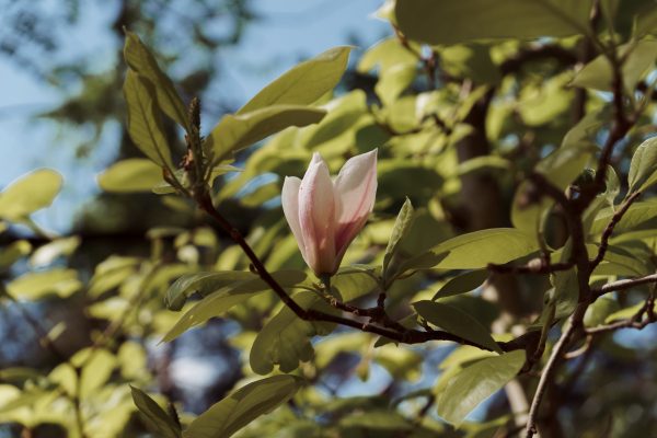 rózsaszín virágú magnolia fa