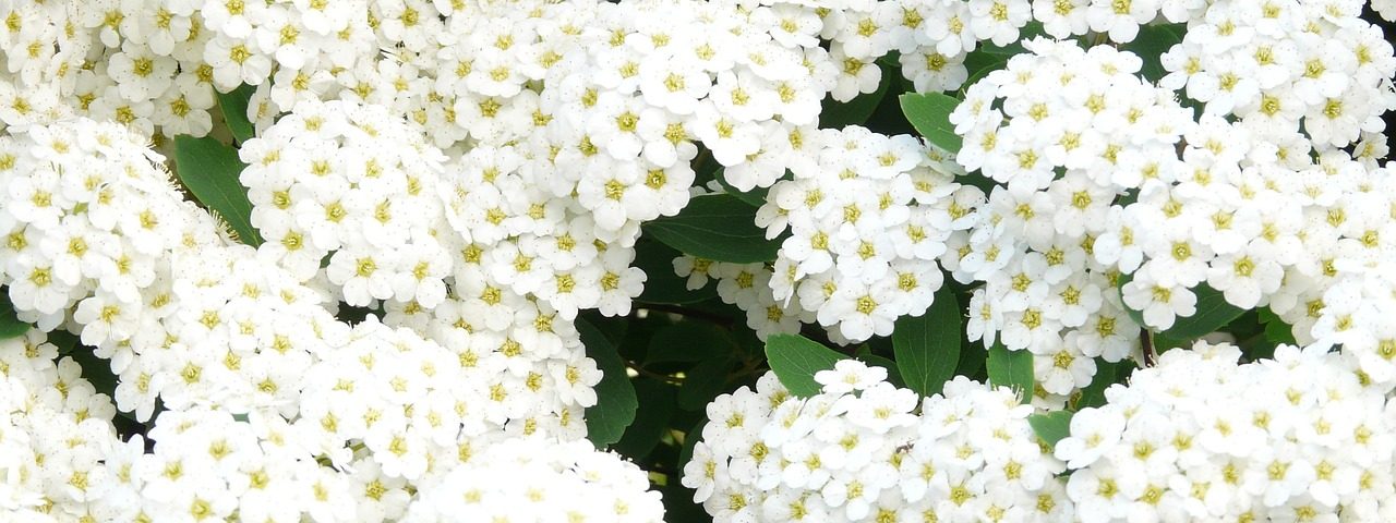 fehér virágú spirea