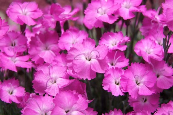 rózsaszín virágú dianthus