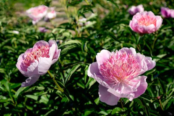 rózsaszín virágú bazsarózsa