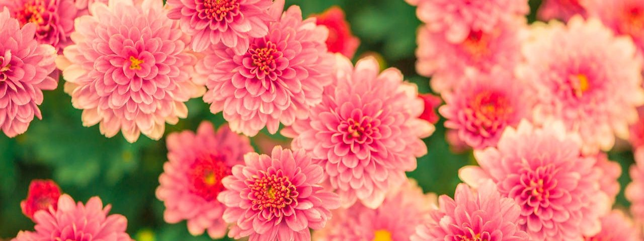 Zöld magazin | 10 rózsaszín virágú évelő virág