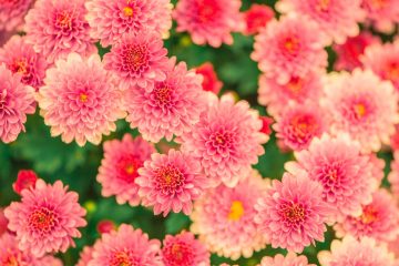 Zöld magazin|10 rózsaszín virágú évelő virág