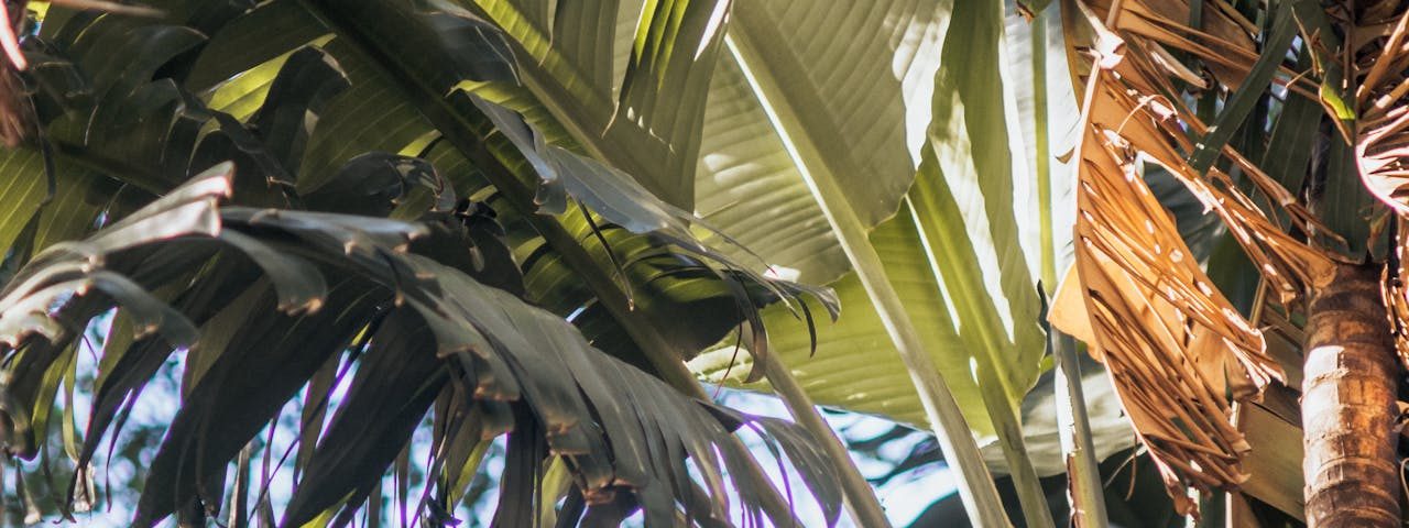 Zöld magazin | A trópusi hangulat megőrzése: Banánfa teleltetési útmutató