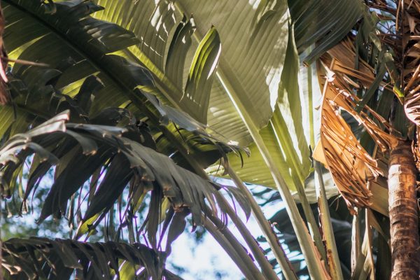 Zöld magazin|A trópusi hangulat megőrzése: Banánfa teleltetési útmutató