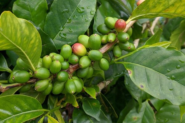 Zöld magazin | Kávé cserje gondozása: Így neveld saját kávéfádat!