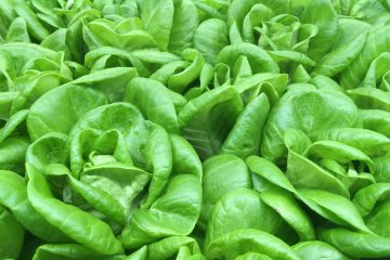 Zöld magazin | Nem ördöngősség: Fejes saláta ültetése magról
