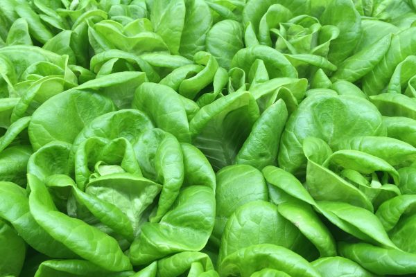 Zöld magazin|Nem ördöngősség: Fejes saláta ültetése magról