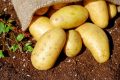 Zöld magazin|A burgonya termesztése: Tippek és trükkök a kiskertben