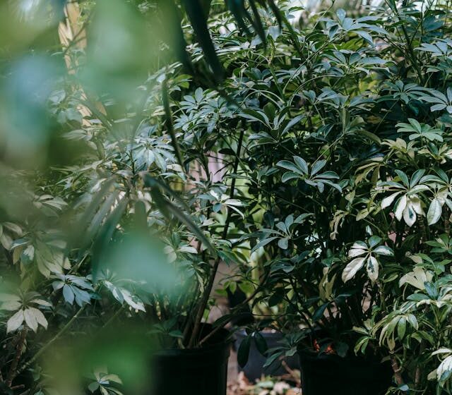 Zöld magazin | Így gondozd a sugáraráliát (Schefflera arboricola)