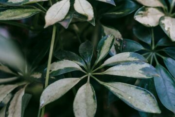 Zöld magazin | Így gondozd a sugáraráliát (Schefflera arboricola)