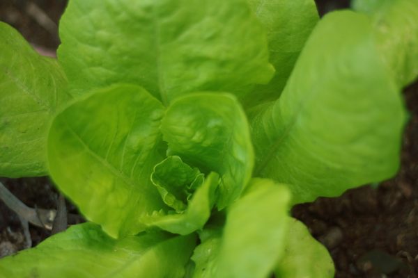 Zöld magazin | Nem ördöngősség: Fejes saláta ültetése magról